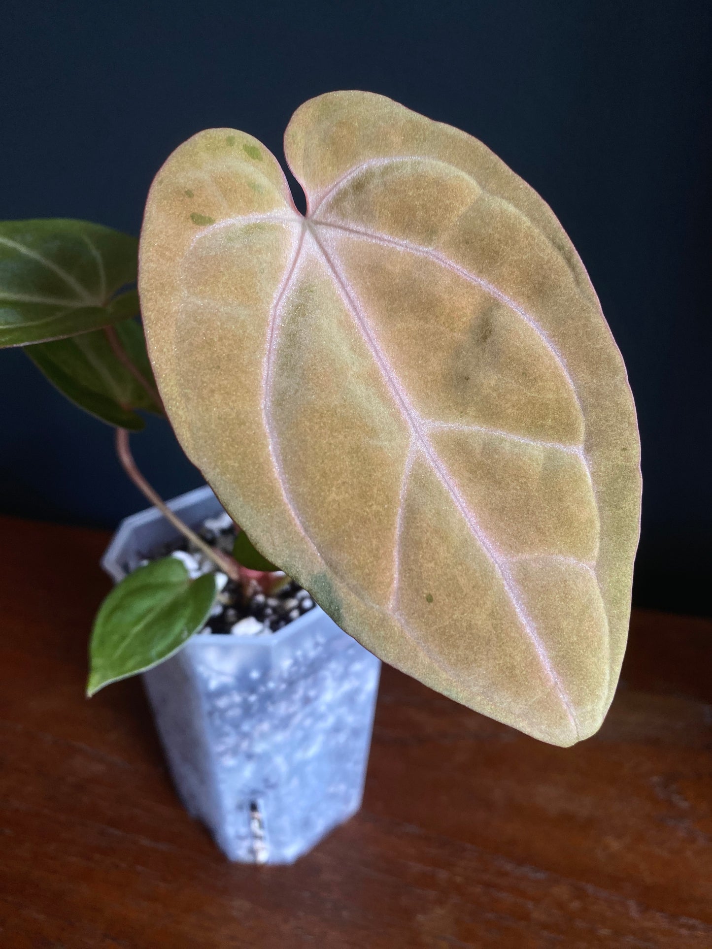 Anthurium Papillilaminum var A88 X AOS SKG (mint variegated) | 7 cm pot