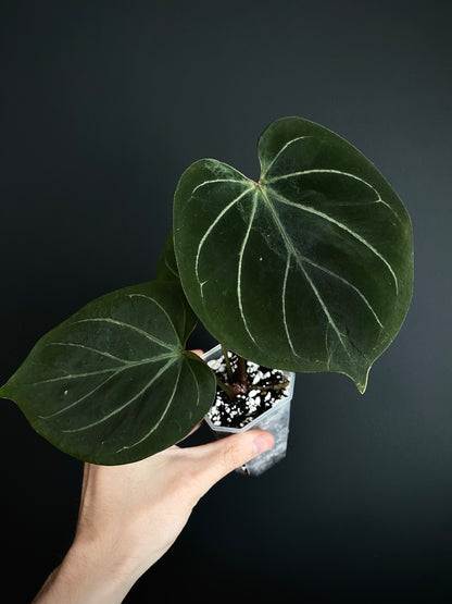 Anthurium King of Spades (KOS/HU) | 7 cm pot