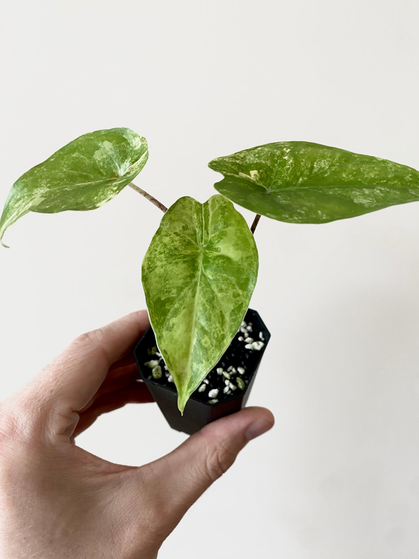 Alocasia Calidora aurea X Infernalis variegated hybrid | 5 cm pot