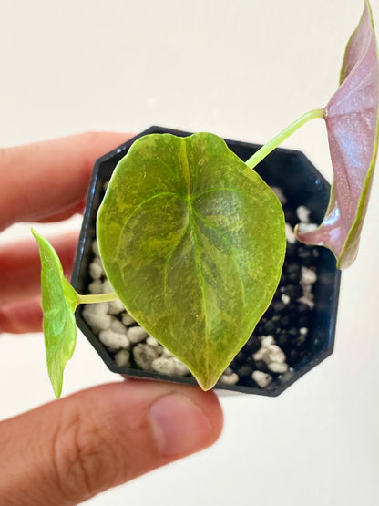 Alocasia Cuprea latte variegated | 5 cm pot