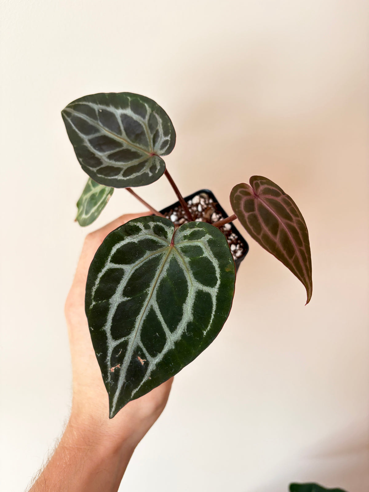 Anthurium DB Michelle | 7 cm pot