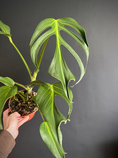 Monstera Burle Marx Flame | 15 cm pot [B]