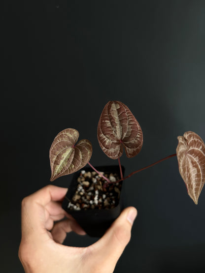 Dioscorea Discolor | 6 cm pot [A]