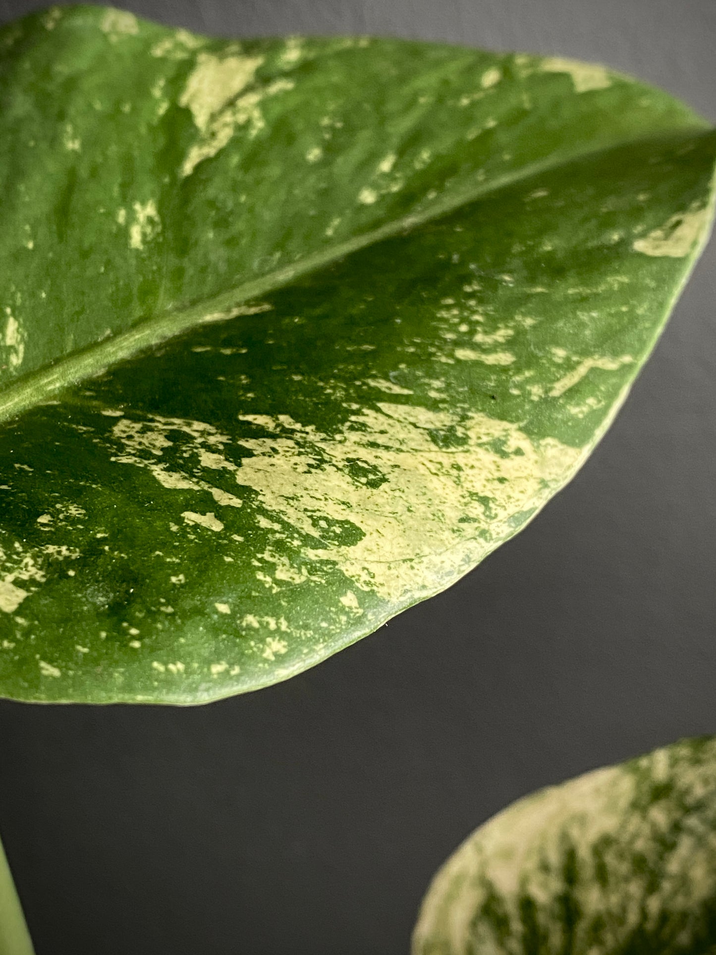 Monstera Deliciosa Mint variegated | 7 cm pot (A)