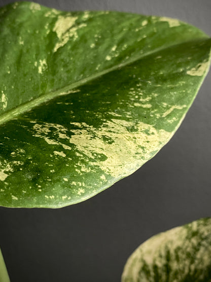 Monstera Deliciosa Mint variegated | 7 cm pot (A)