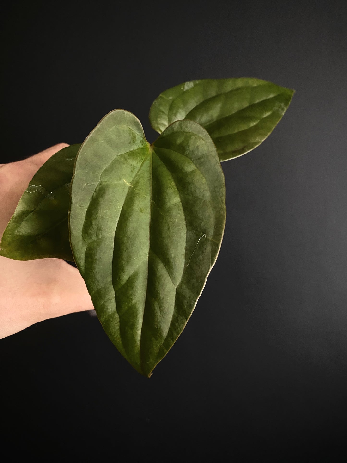 Anthurium Fort Sherman X Luxurians | 7 cm pot