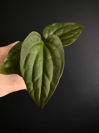 Anthurium Fort Sherman X Luxurians | 7 cm pot