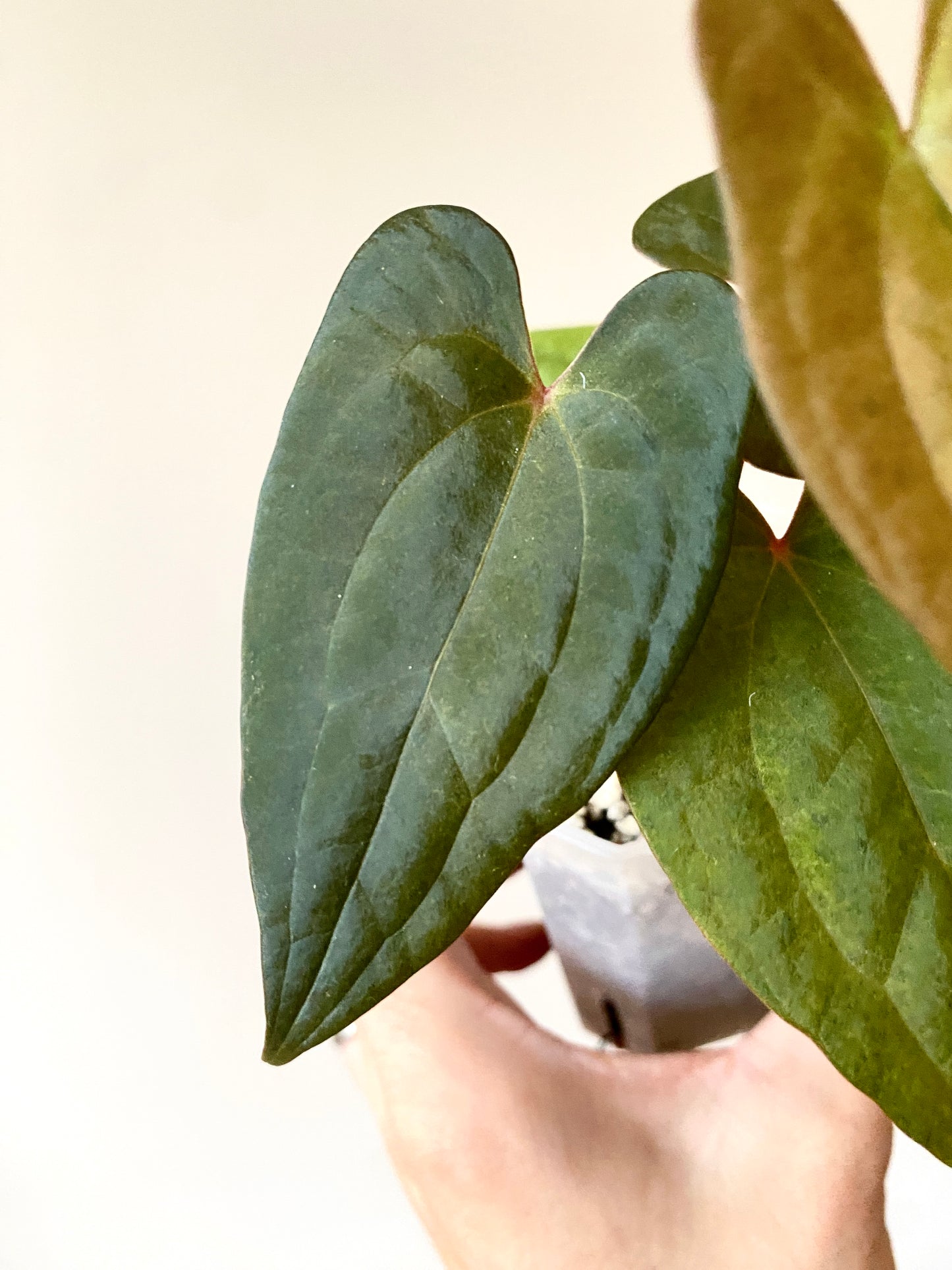 Anthurium RVDP (self) mint variegated | 7 cm pot [B]