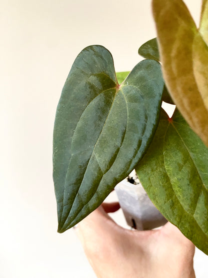 Anthurium RVDP (self) mint variegated | 7 cm pot [B]