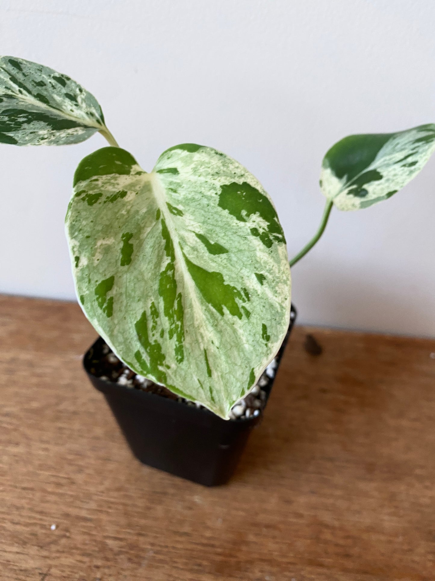 Monstera Bulbasaur | 7 cm pot