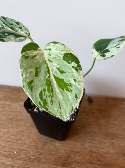 Monstera Bulbasaur | 7 cm pot