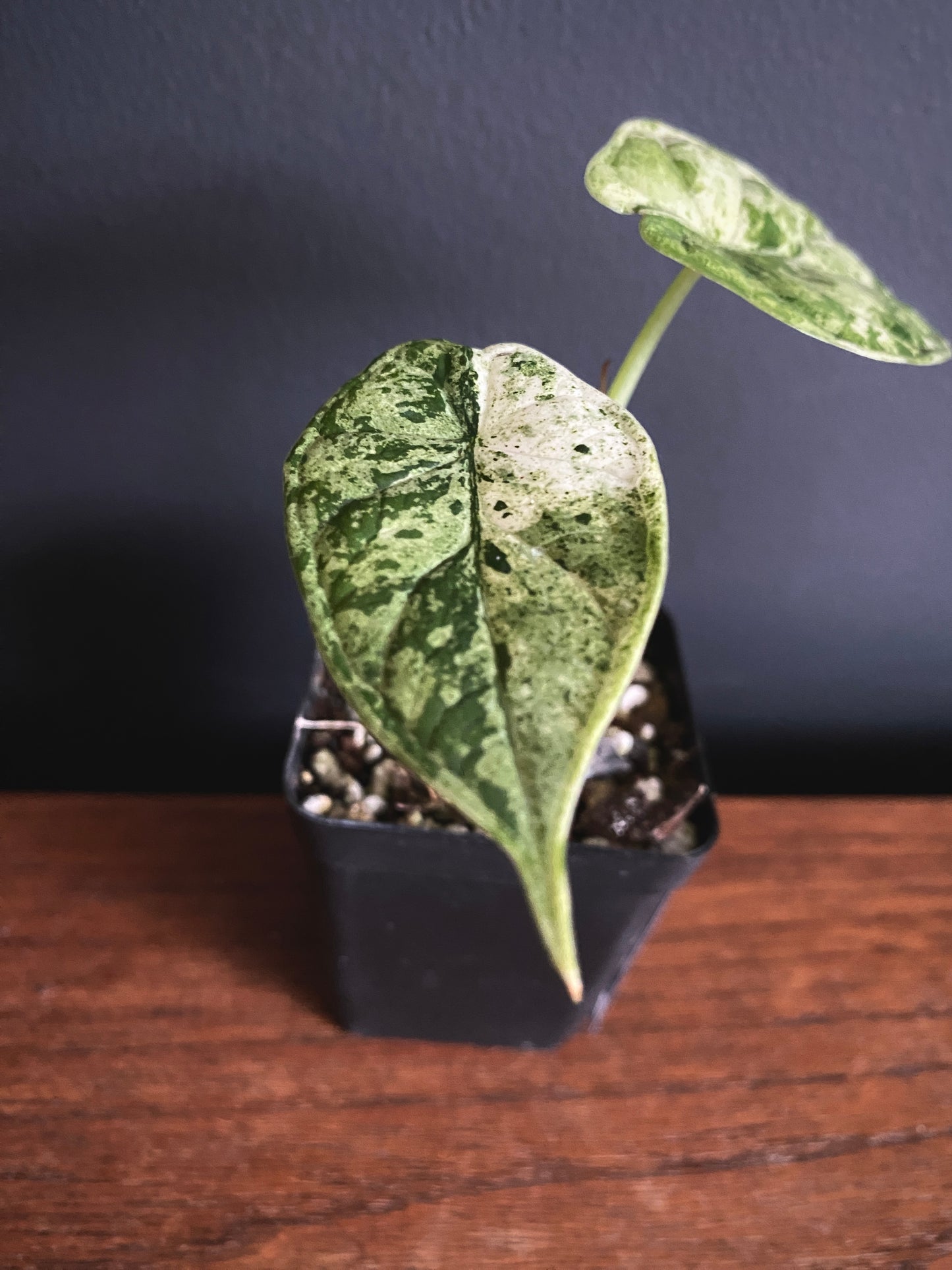 Alocasia Dragonscale Mint variegata | 6 cm pot [A]