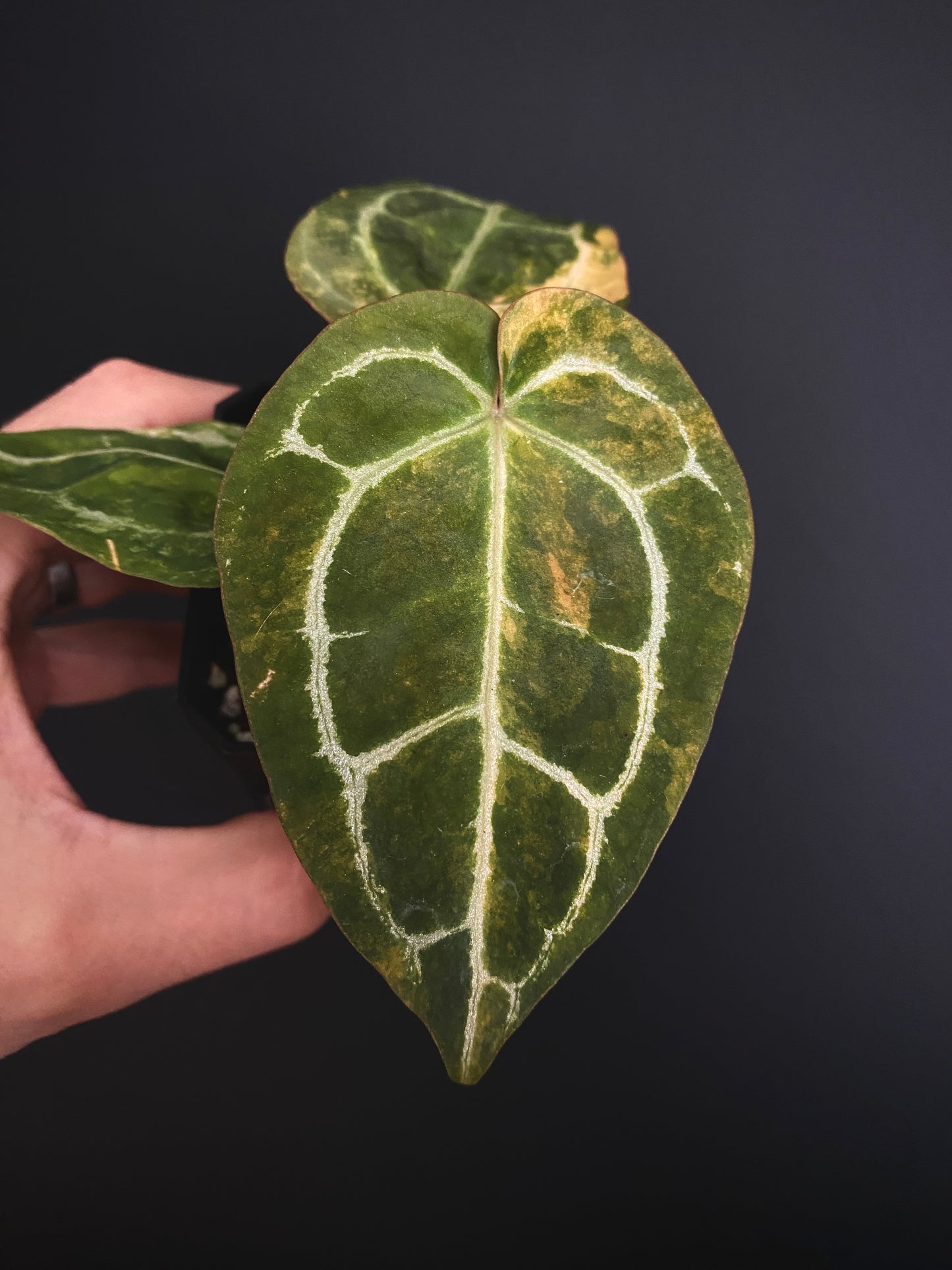 Anthurium PapCrystal var X Tezula Red Crystallinum (Orange variegated) | 7 cm pot