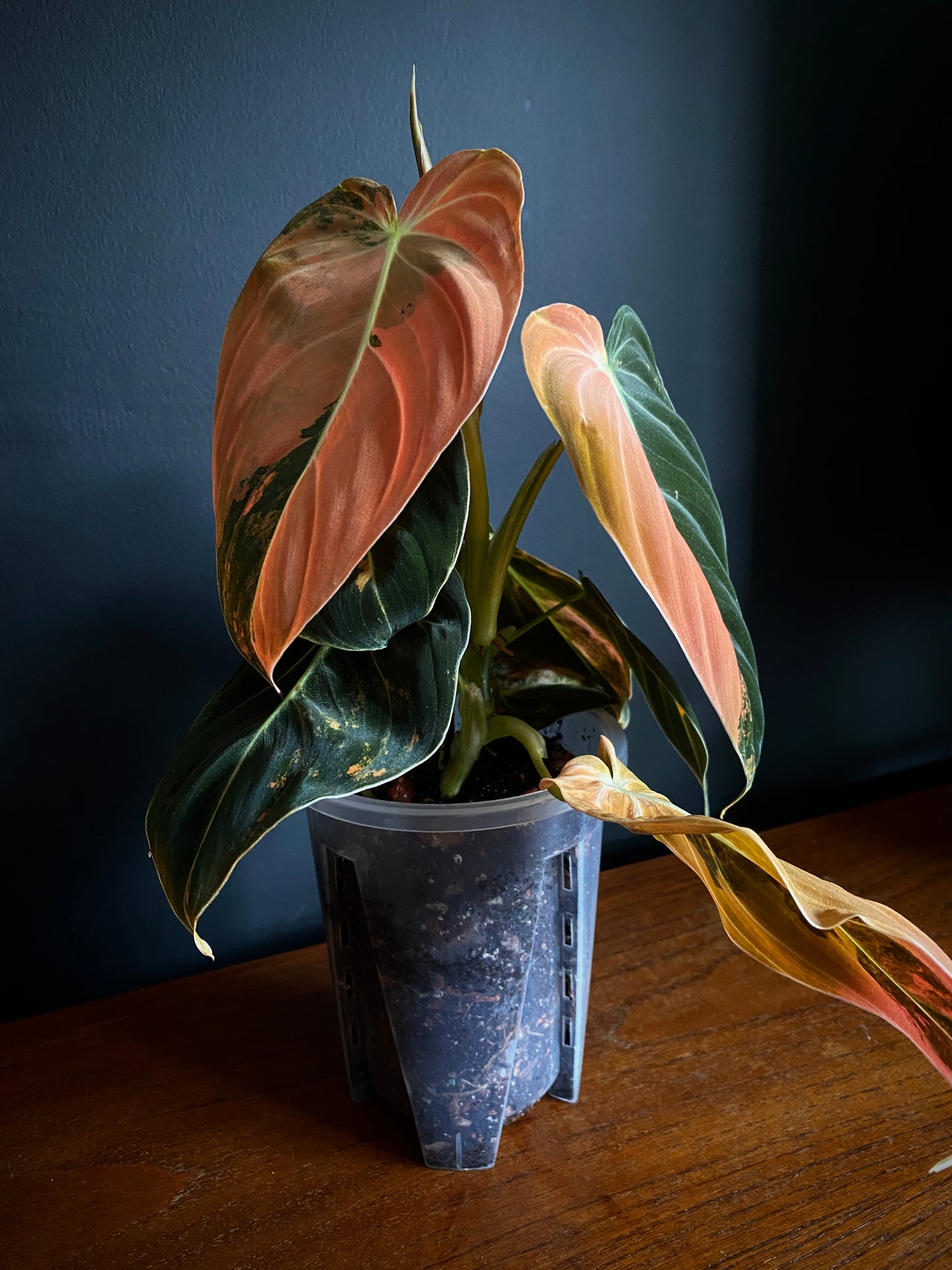 Philodendron Melanochrysum Orange variegata | 12 cm pot [C]