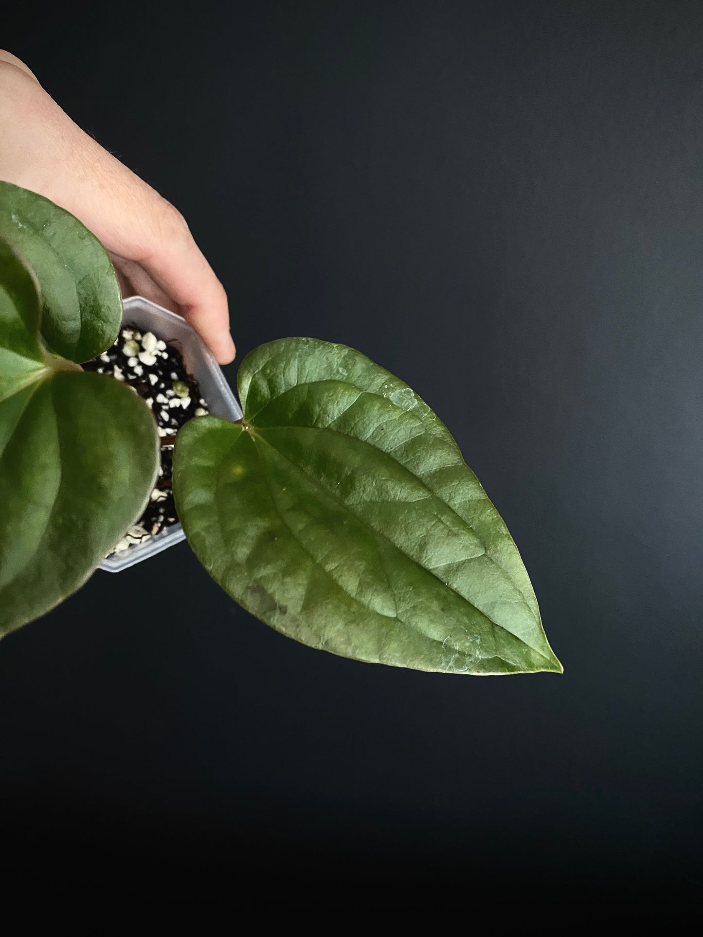 Anthurium Fort Sherman X Luxurians | 7 cm pot