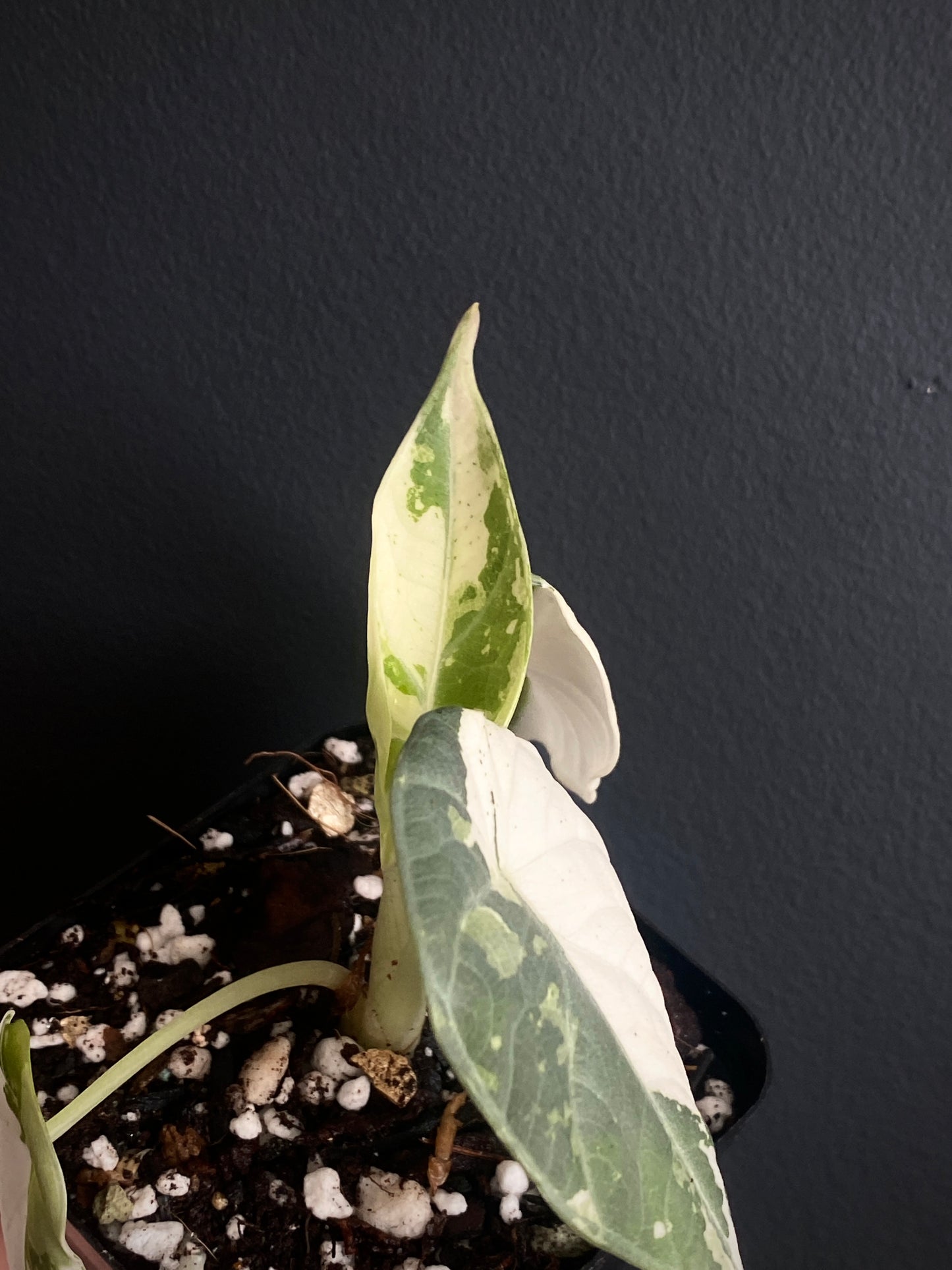 Alocasia Maharani albo variegated | 7 cm pot