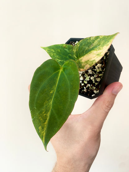 Anthurium Papillilaminum var X (Darkest Panama x X-one) | 7 cm pot [B]