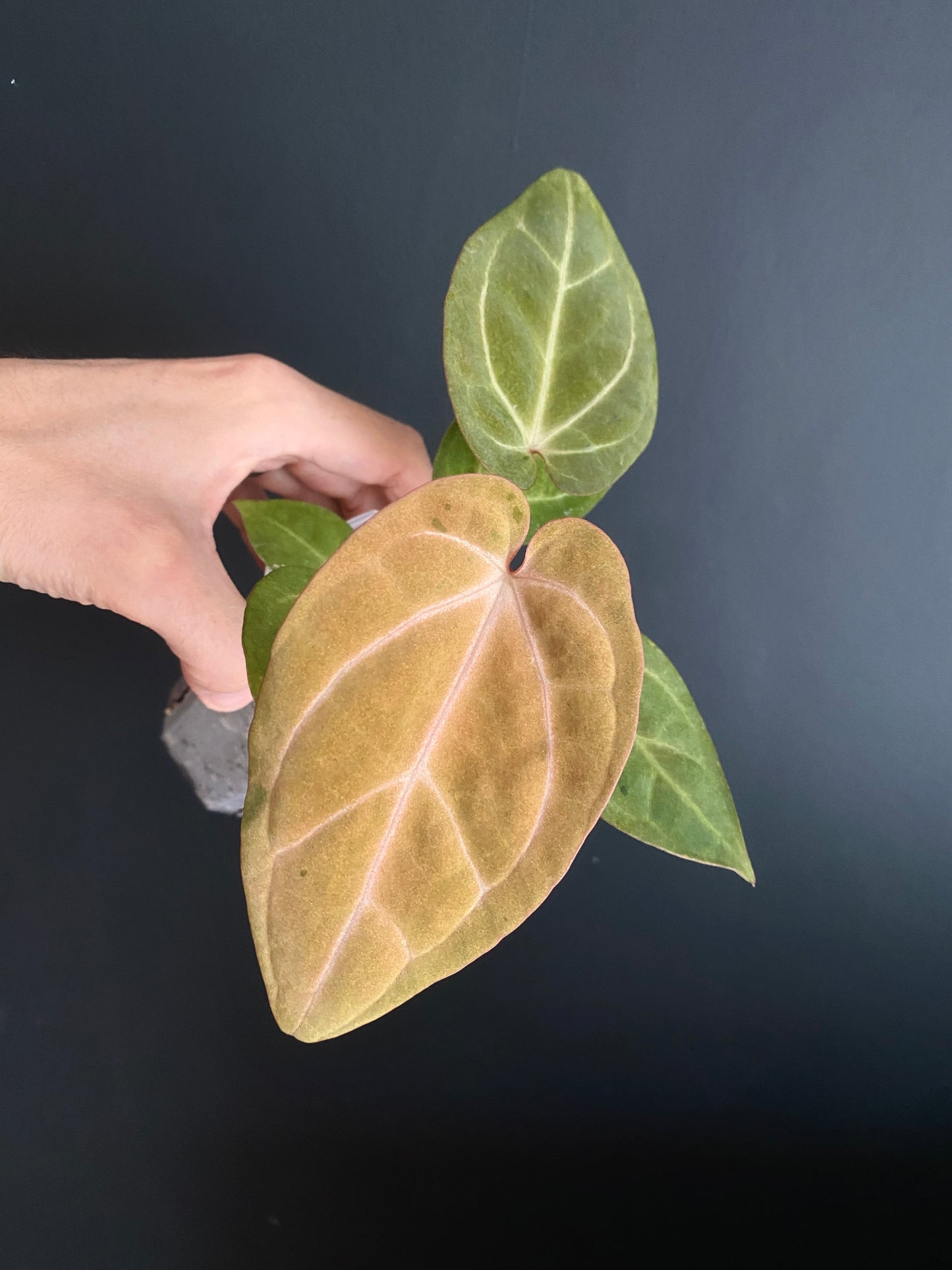 Anthurium Papillilaminum var A88 X AOS SKG (mint variegated) | 7 cm pot