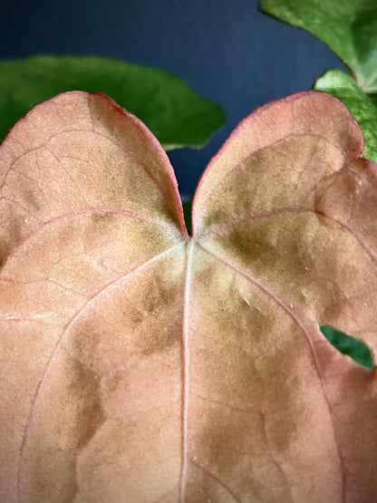 Anthurium RVDP (self) mint variegated | 7 cm pot