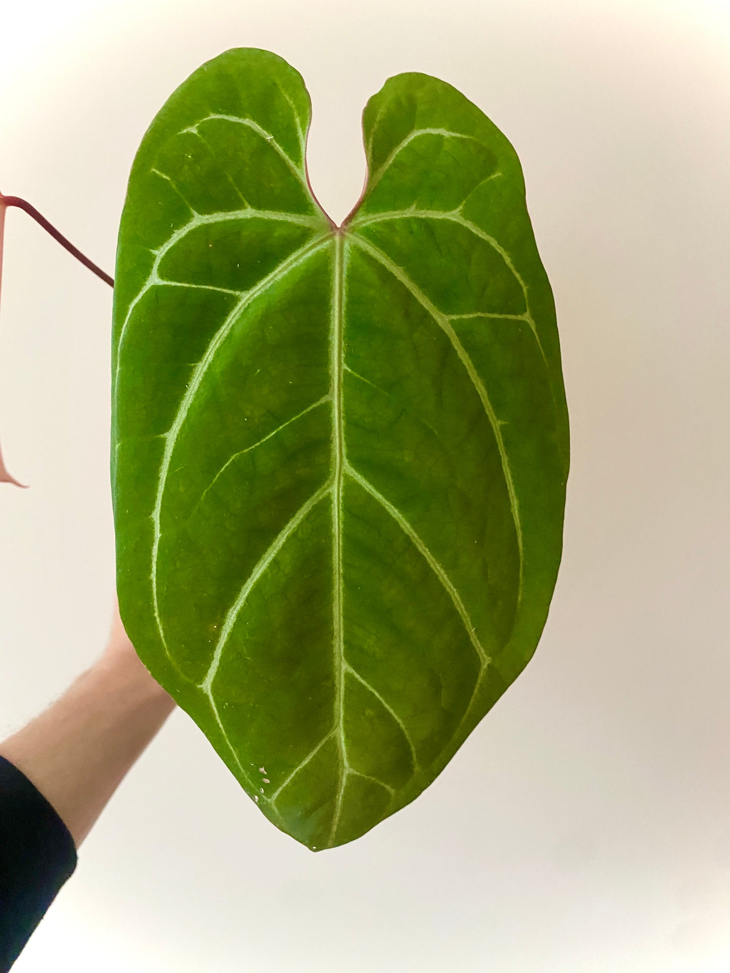 Anthurium Besseae X Magnificum | 9 cm pot