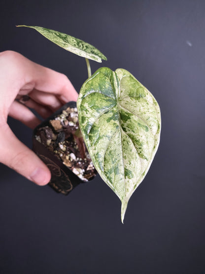 Alocasia Dragonscale Mint variegata | 6 cm pot [A]