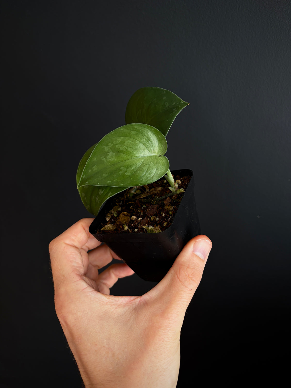 Scindapsus Black Mamba | 7 cm pot