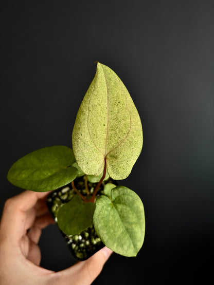 Anthurium Dark Phoenix mint variegated | 7 cm pot [B]