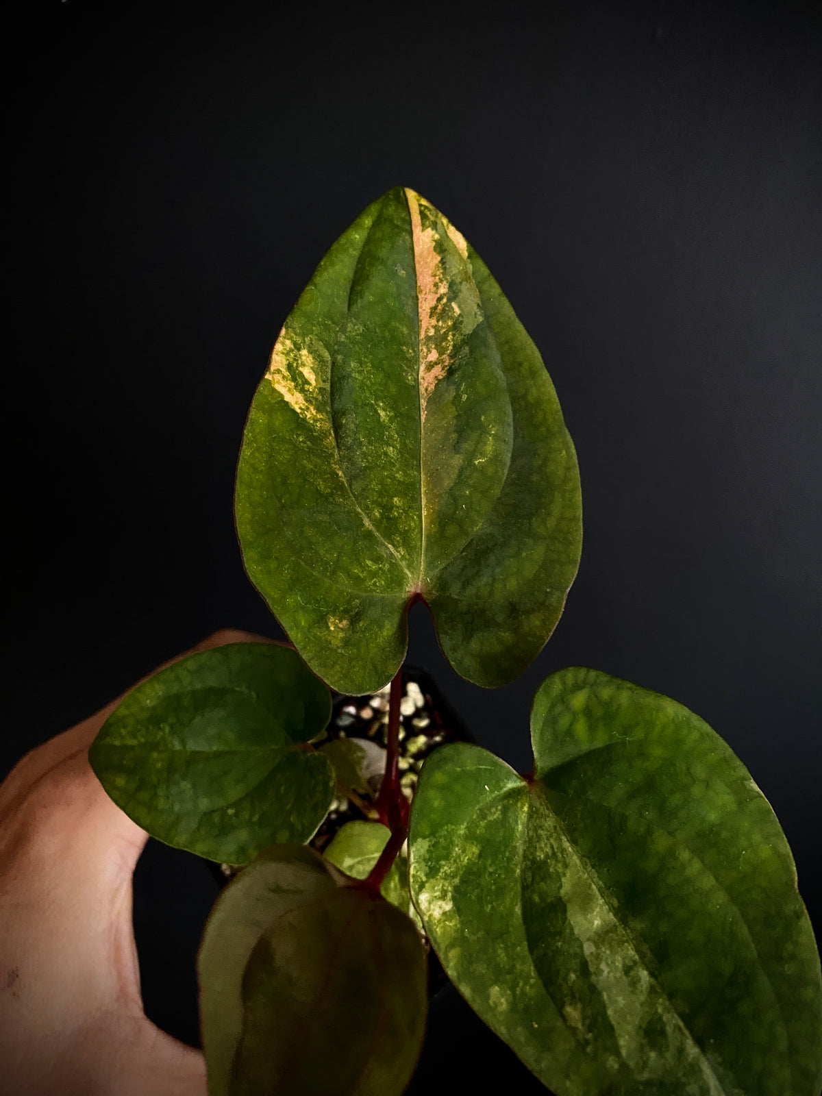 Anthurium Papillilaminum var X Guna Yala (S1) | 7 cm pot