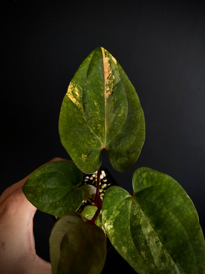 Anthurium Papillilaminum var X Guna Yala (S1) | 7 cm pot