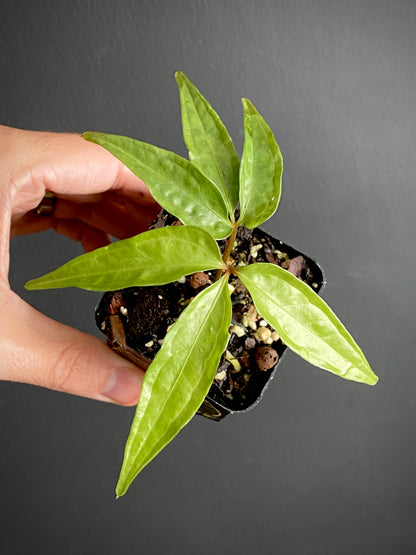 Anthurium Polyschistum | 6 cm pot