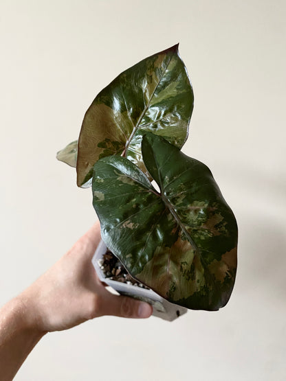 Alocasia Yucatan Princess variegated | 9 cm pot