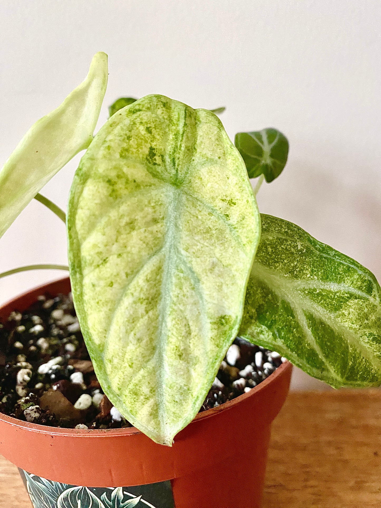 Alocasia Ninja Tricolor variegated | 10 cm pot [A]