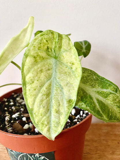 Alocasia Ninja Tricolor variegated | 10 cm pot [A]