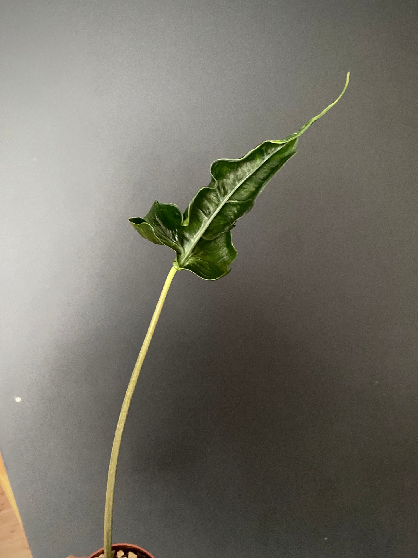 Alocasia Teletubbies | 10 cm pot