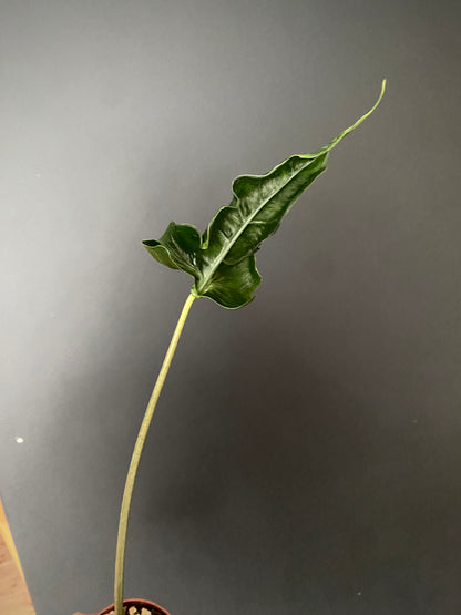 Alocasia Teletubbies | 10 cm pot