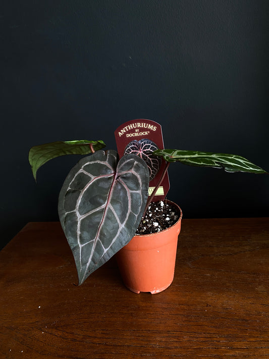 Anthurium DocBlock Michelle | 9 cm pot [C]