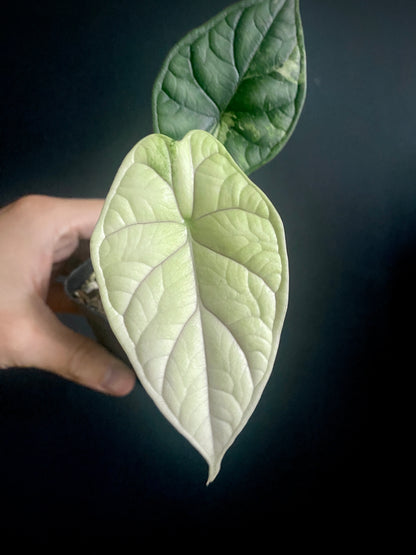 Alocasia Dragonscale Albo variegata | 7 cm pot (C)