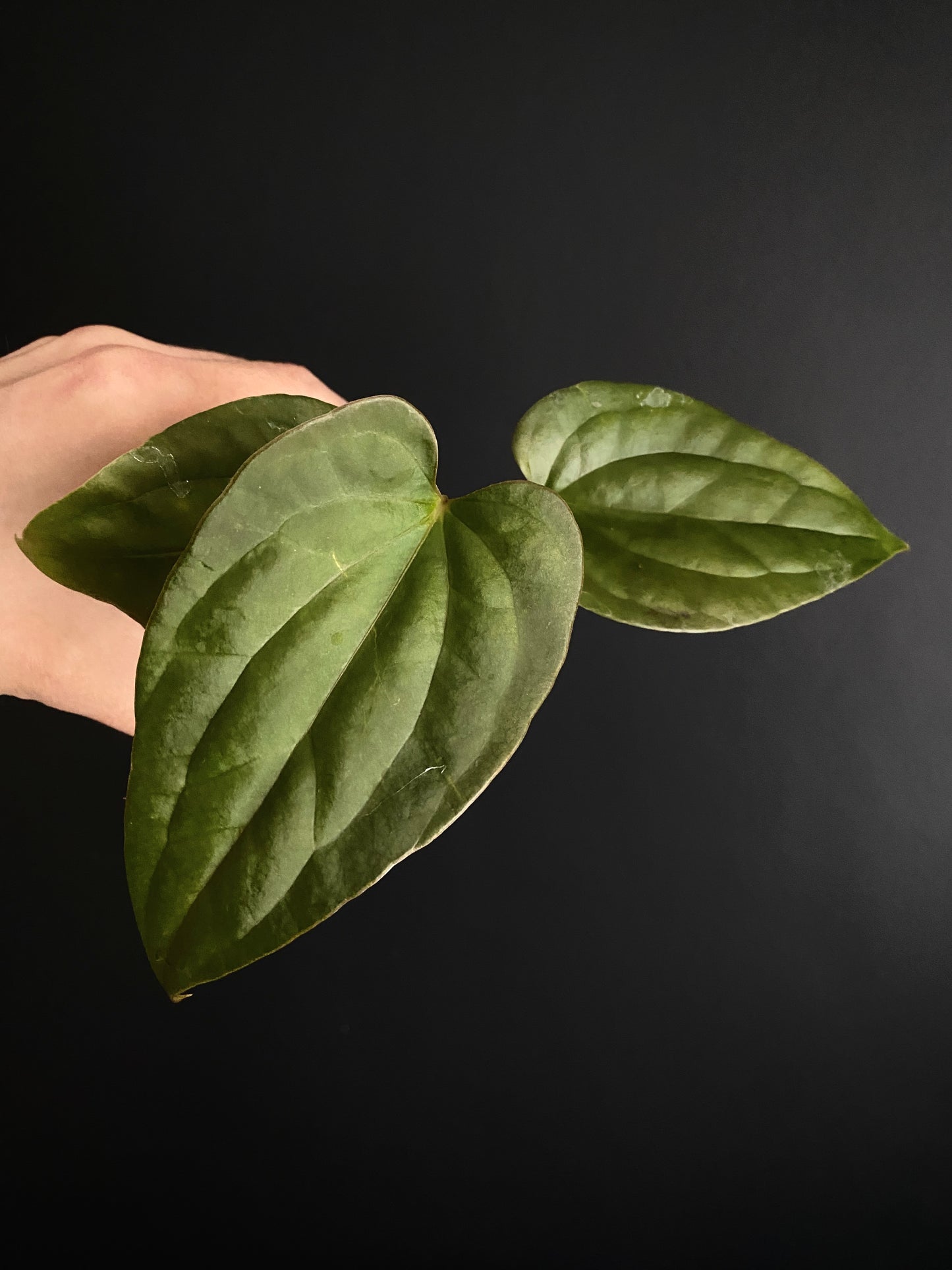 Anthurium Fort Sherman X Luxurians | 7 cm pot