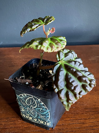 Begonia Dracopelta X Sarawak | 6 cm pot [B]