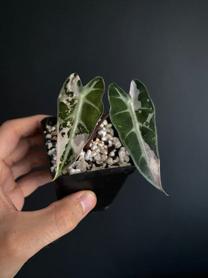 Alocasia Bambino Pink variegata | 7 cm pot