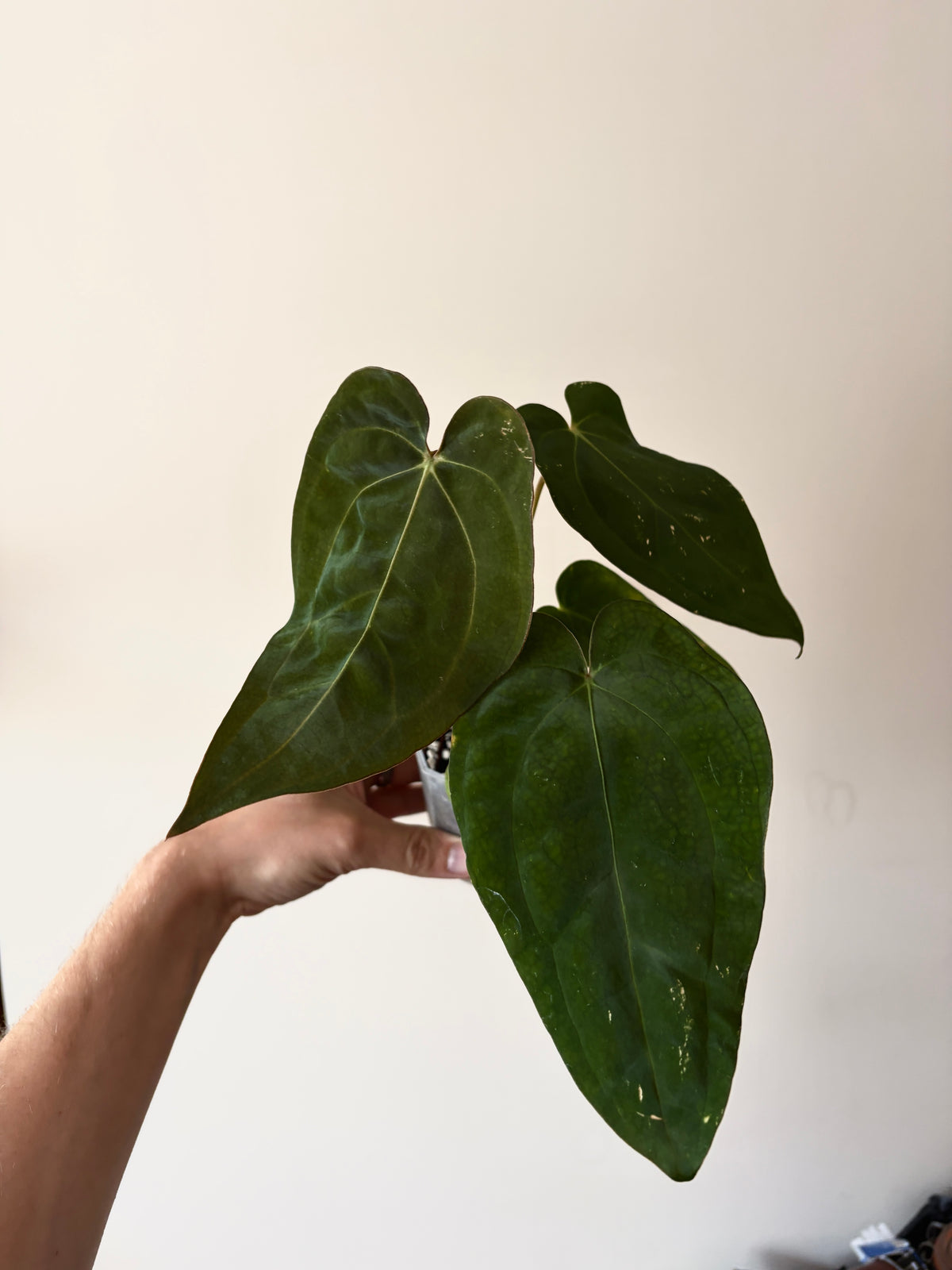 Anthurium Subsignatum (velvety) X Carlablackiae | 7 cm pot