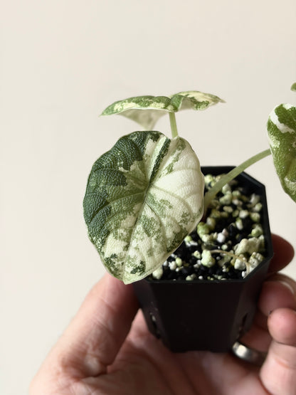 Alocasia Melo Albo variegata | 5 cm pot