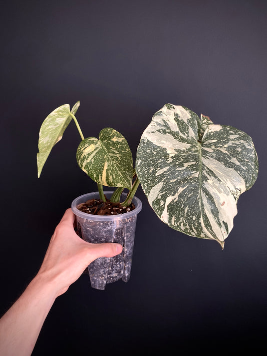 Monstera Deliciosa Crème Brûlée | 12 cm pot