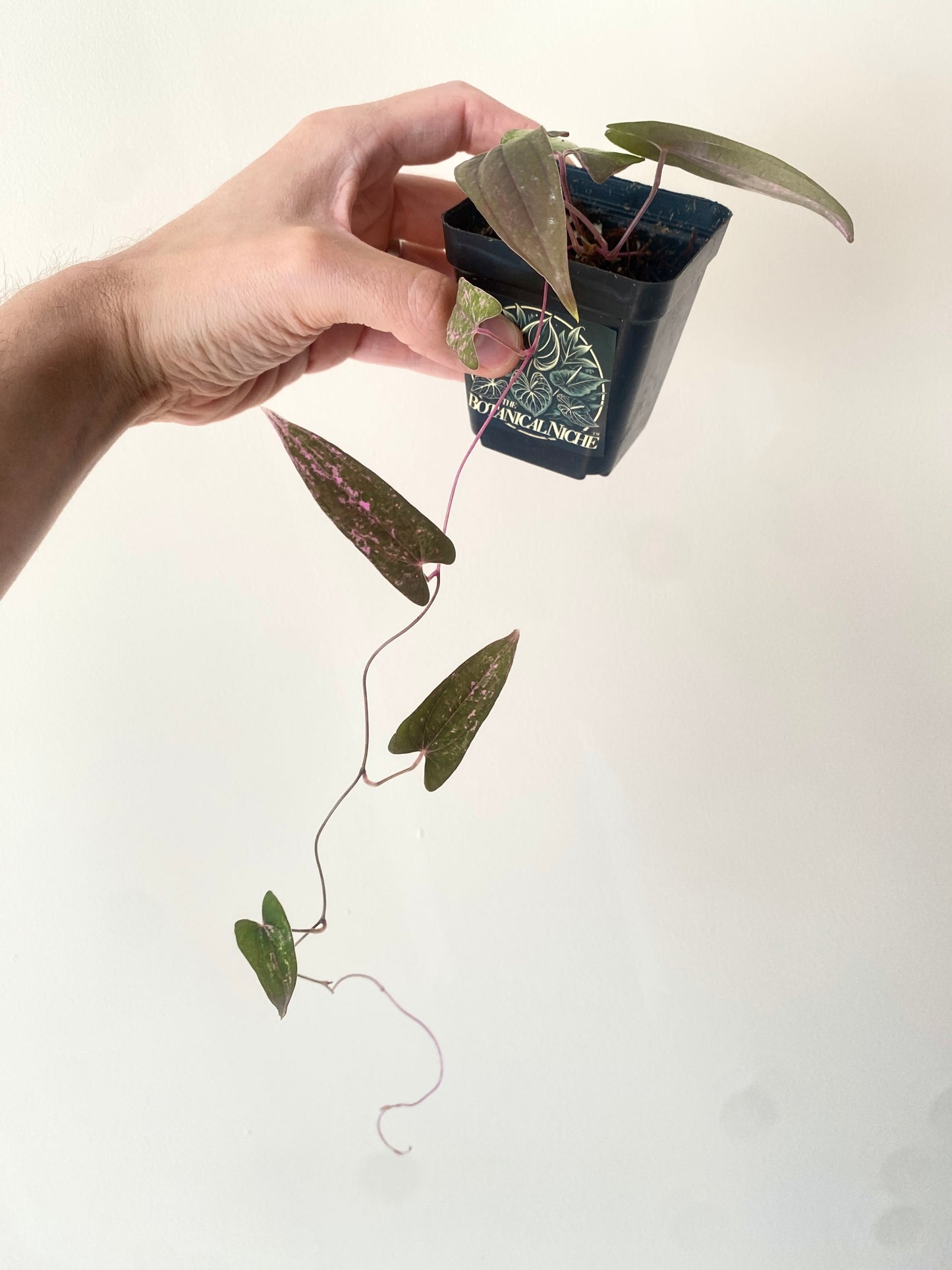 Dioscorea Pixel Pink variegated | 7 cm pot