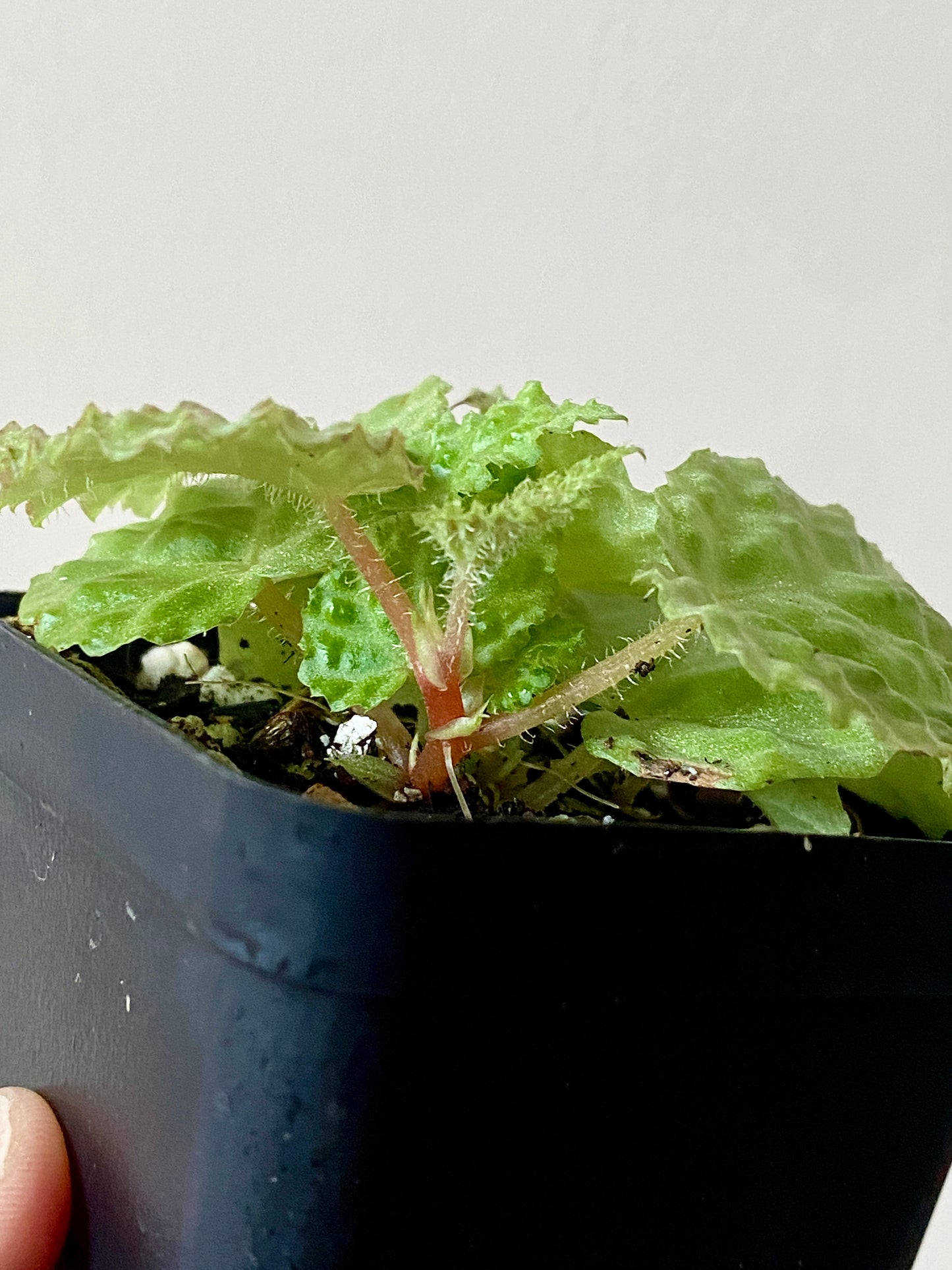 Begonia Dracopelta | 6 cm pot