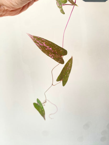 Dioscorea Pixel Pink variegated | 7 cm pot