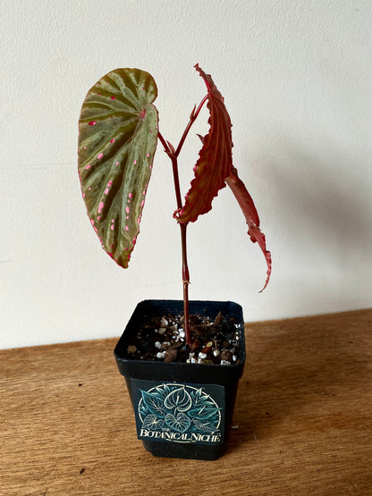 Begonia Negrosensis X Nothobaramensis | 6 cm pot [B]