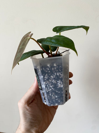 Anthurium Goliath X Papillilaminum Fort Sherman | 7 cm pot