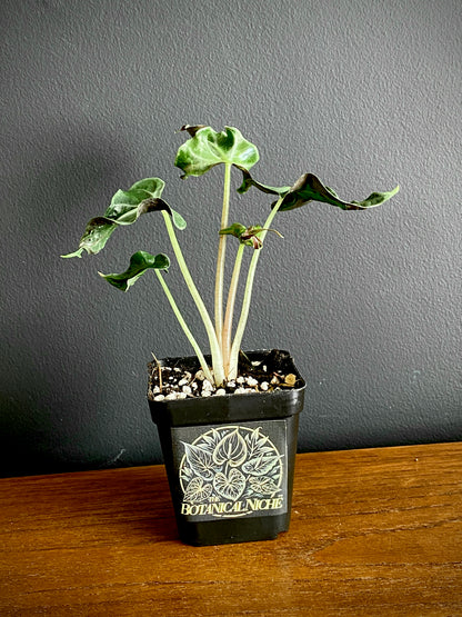 Alocasia Loco | 7 cm pot