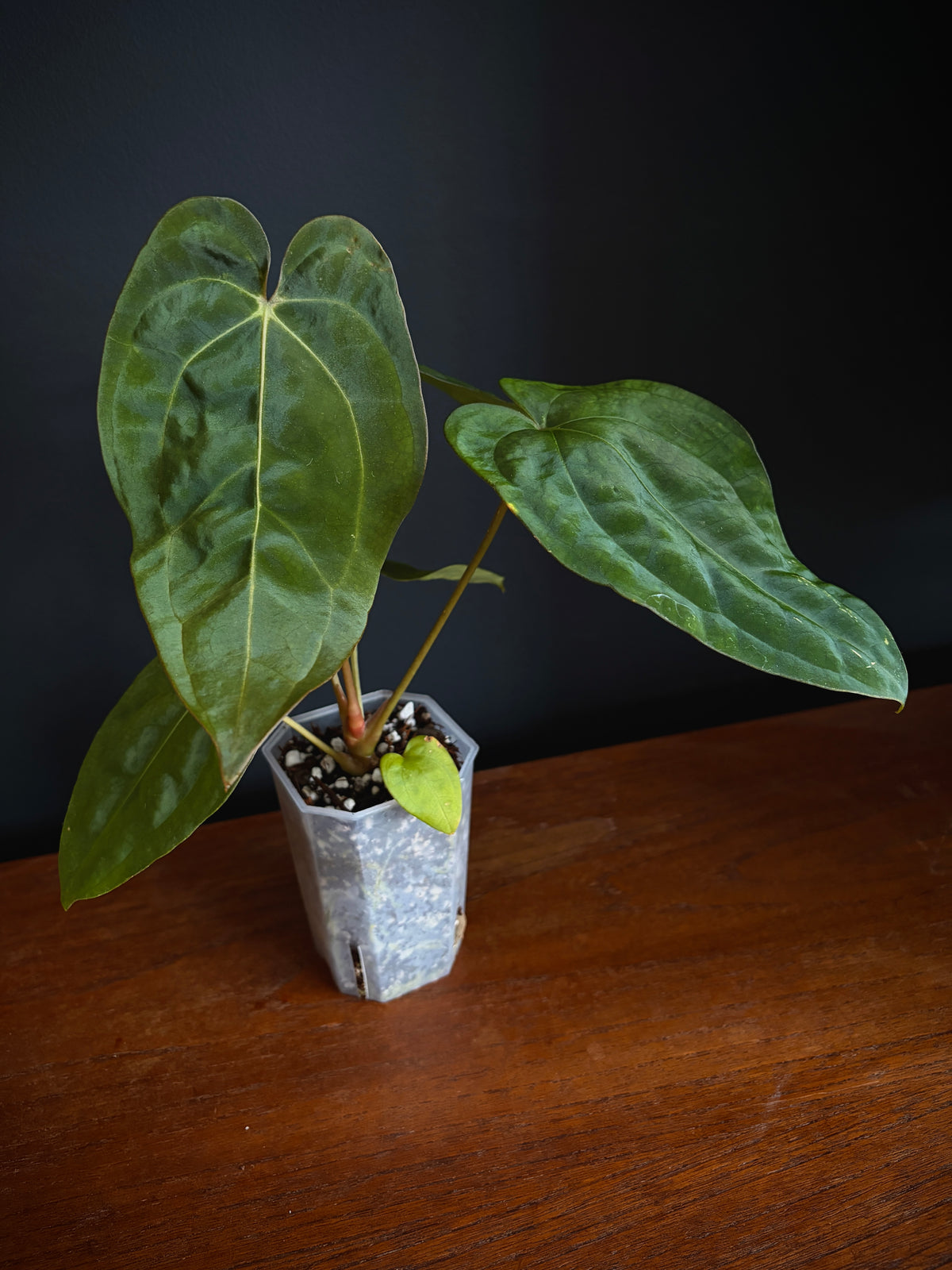 Anthurium Subsignatum (velvety) X Carlablackiae | 7 cm pot